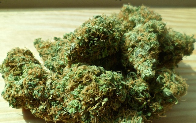 legal help