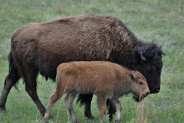 Uncovering Truth: How Truck Accident Lawyers Investigate Cases