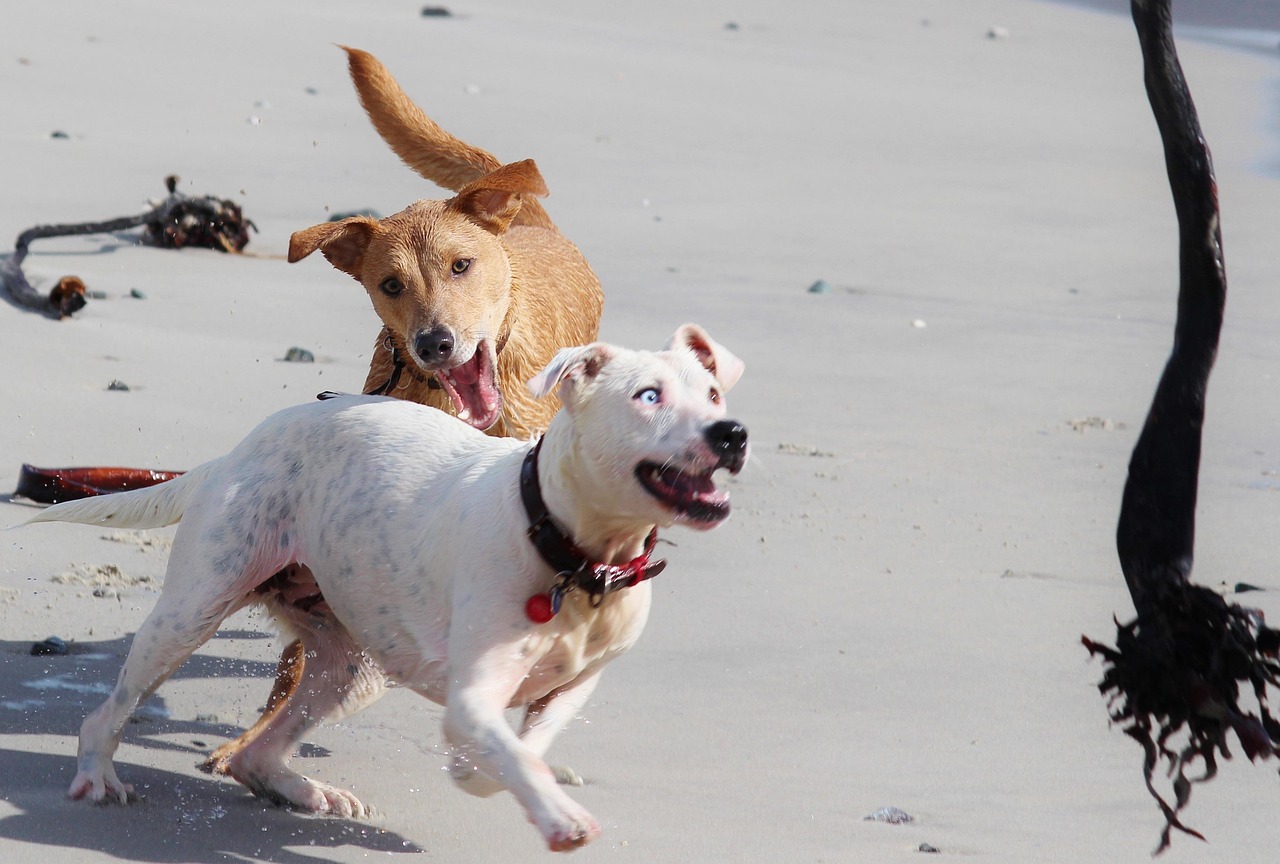 Dog Bite Settlement in California: Los Angeles Lawyers Guide