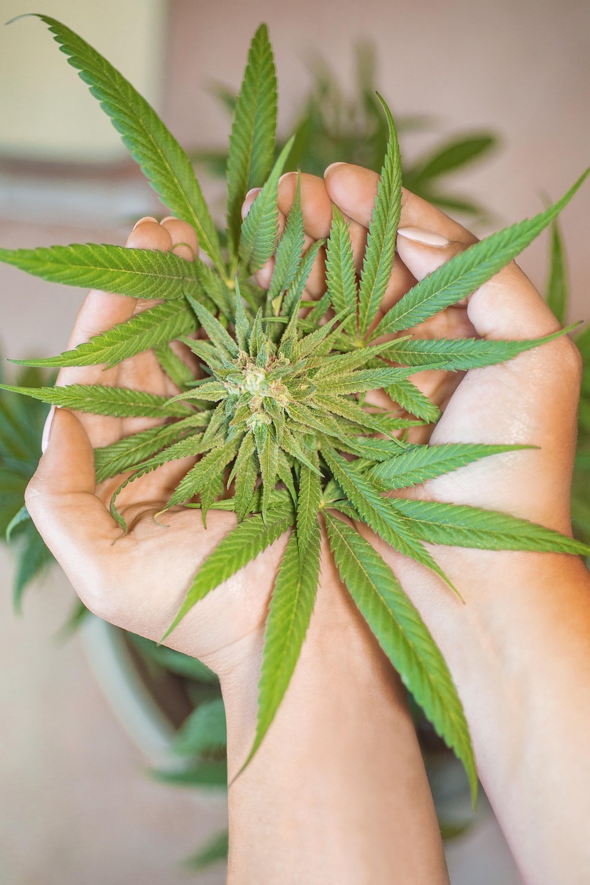 navigating-los-angeles-marijuana-dui-law-640x480-32zmce