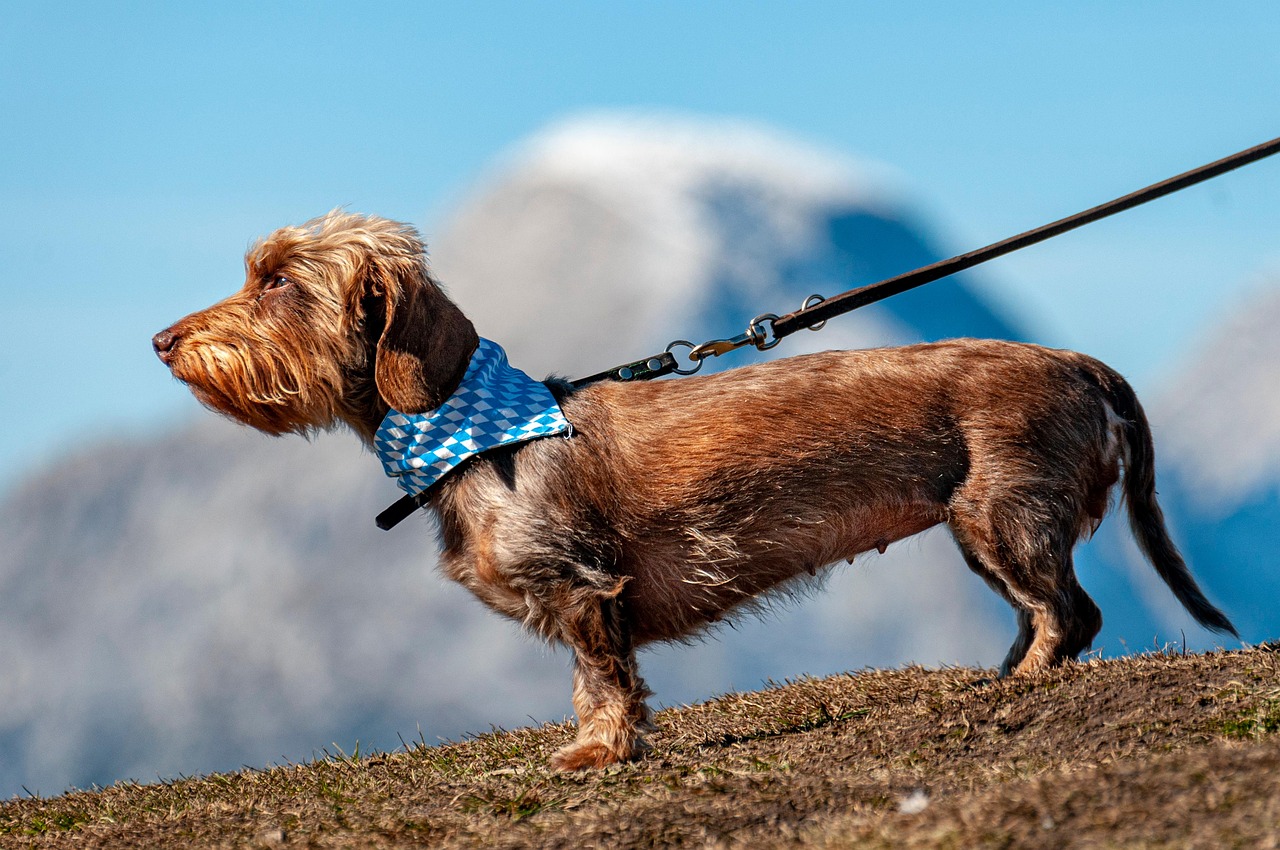 Uncover Expertise: Key Questions for Los Angeles Dog Bite Lawyers