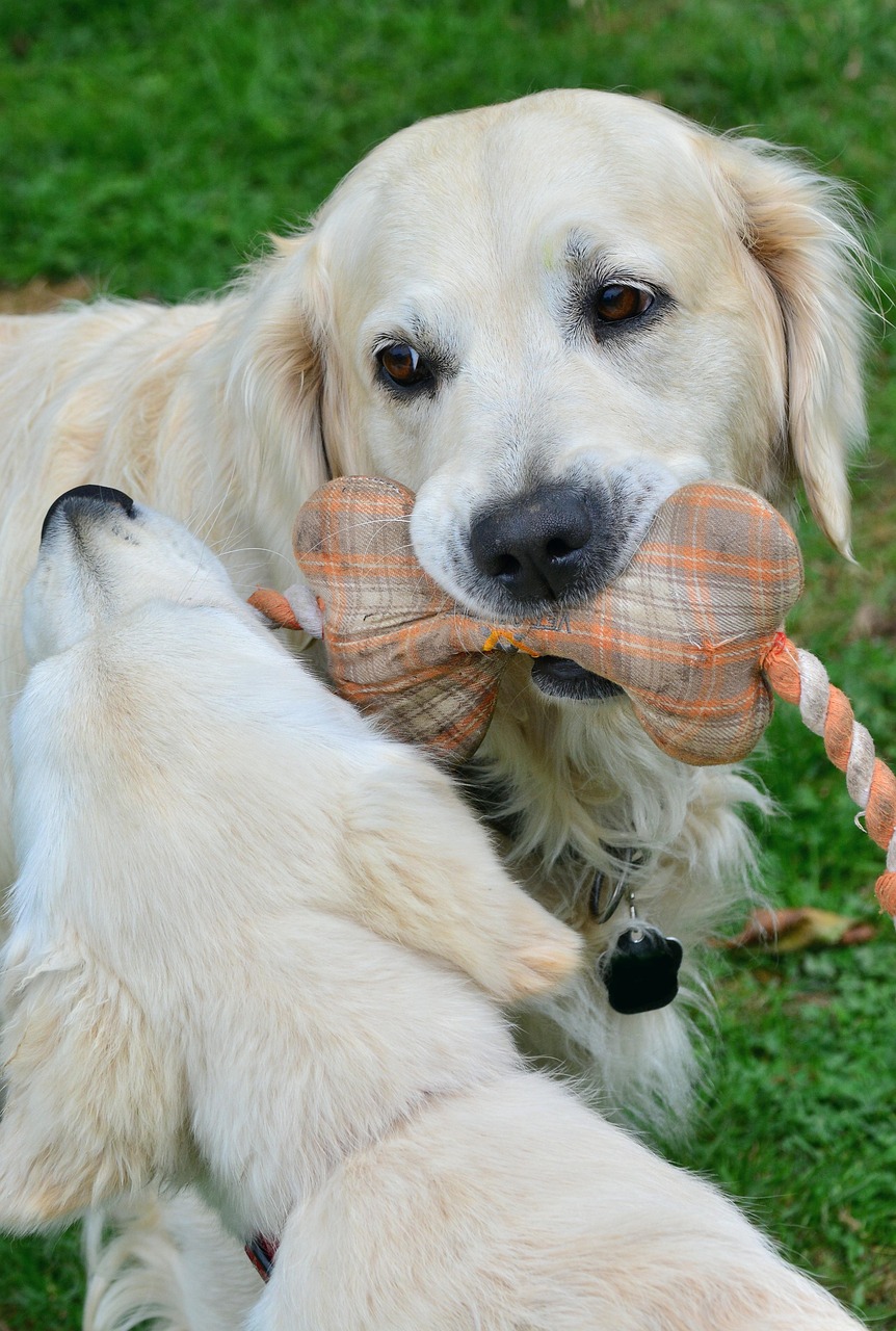 Dog Bite Lawyer Phoenix