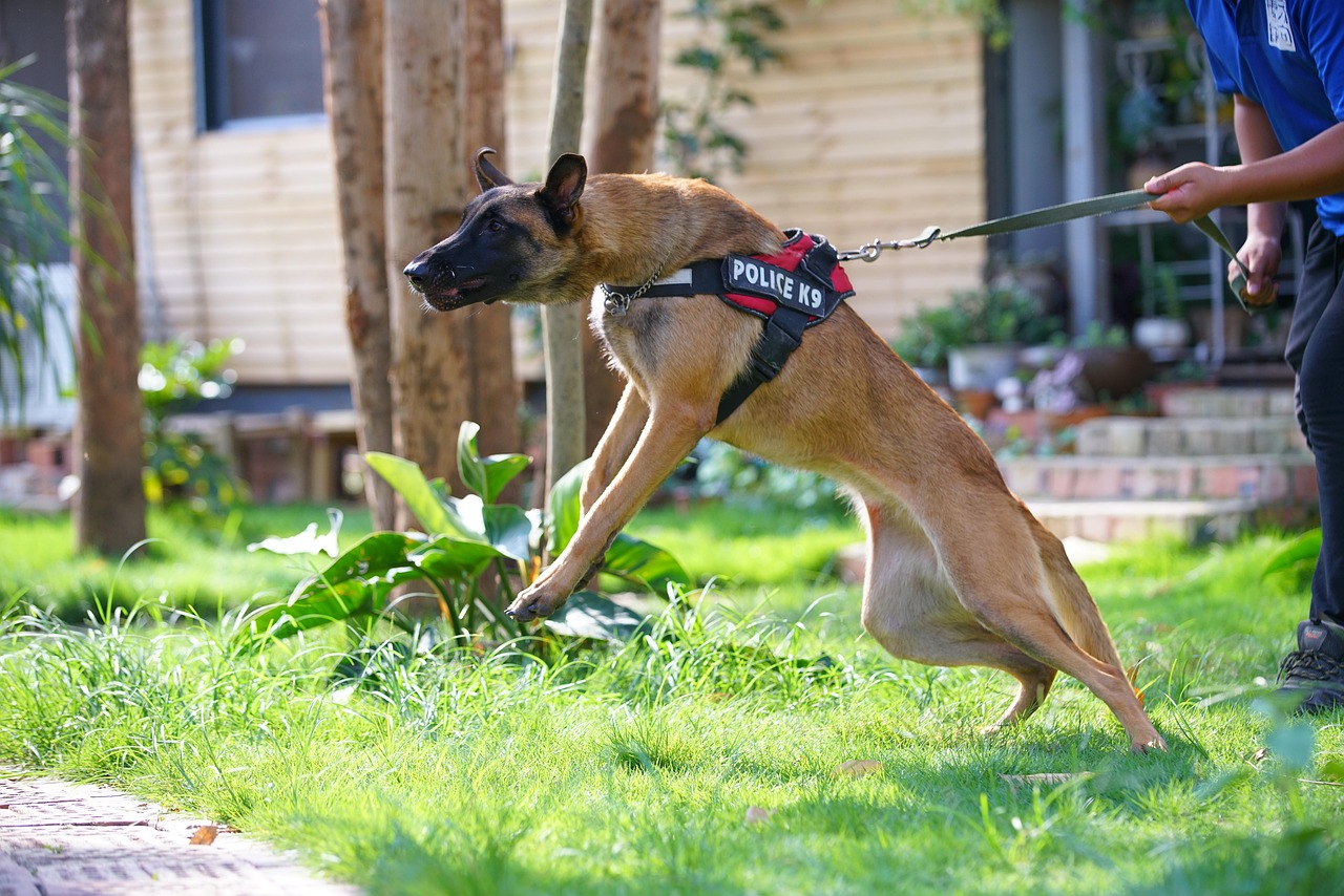 Los Angeles Dog Bite Lawyer: Expert Guidance for Compensation