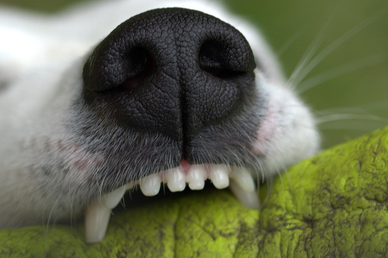 Los Angeles Dog Bite Lawyer: Your Guide to Compensation
