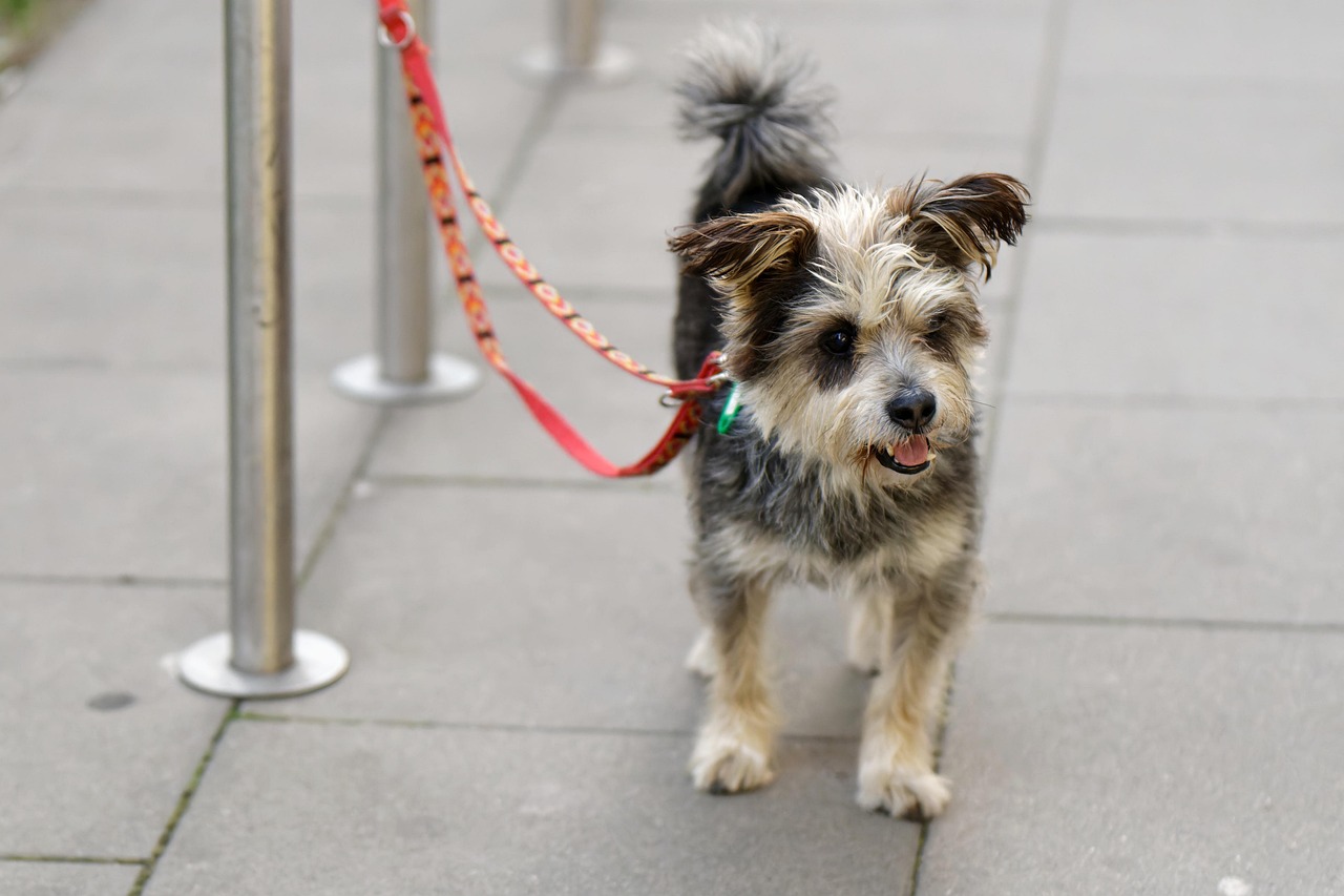 Navigating Dog Bite Law: Los Angeles Expert Lawyers Assist