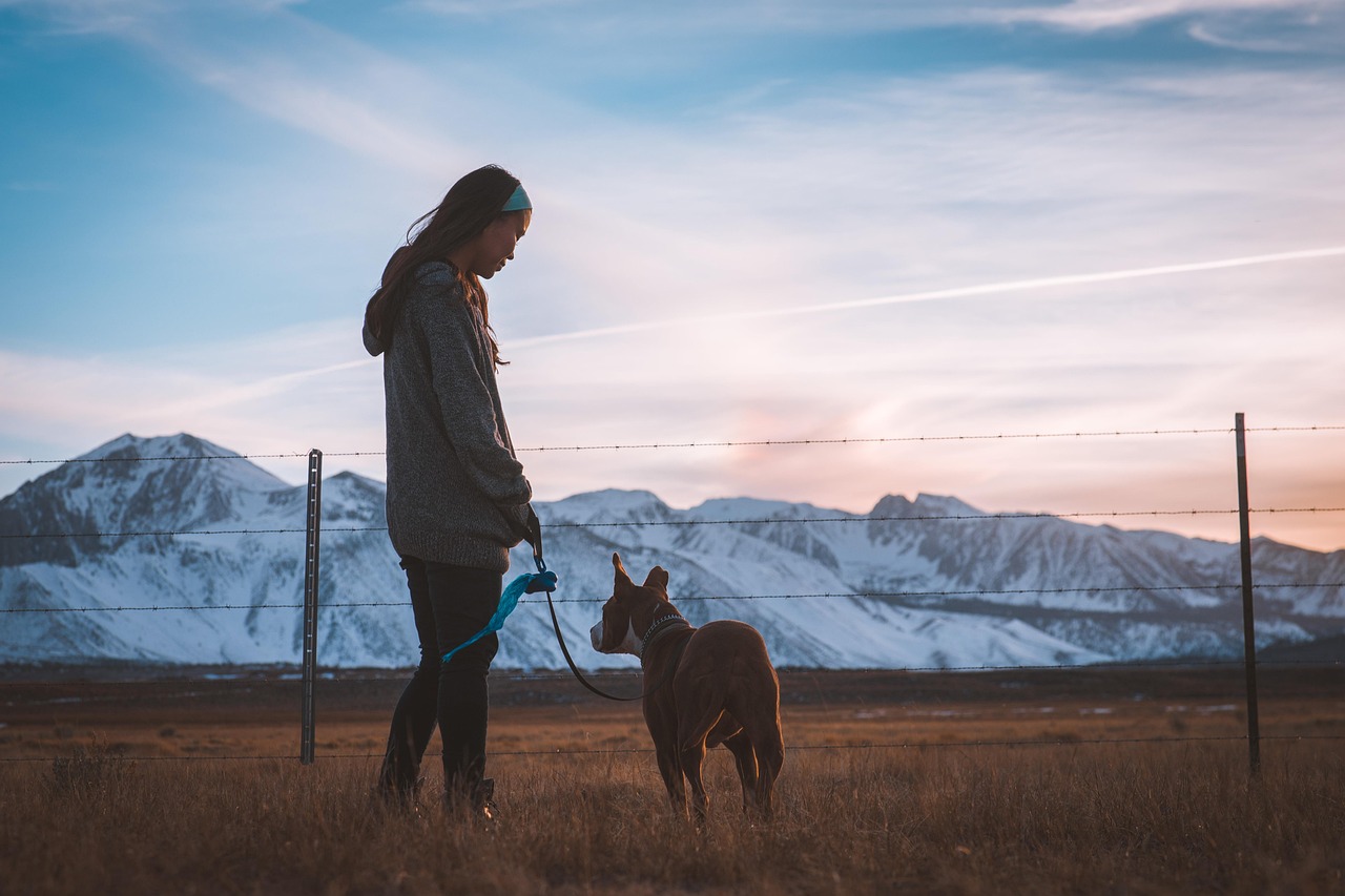Seek Compensation: Dog Bite Lawyer Phoenix Advocates for You