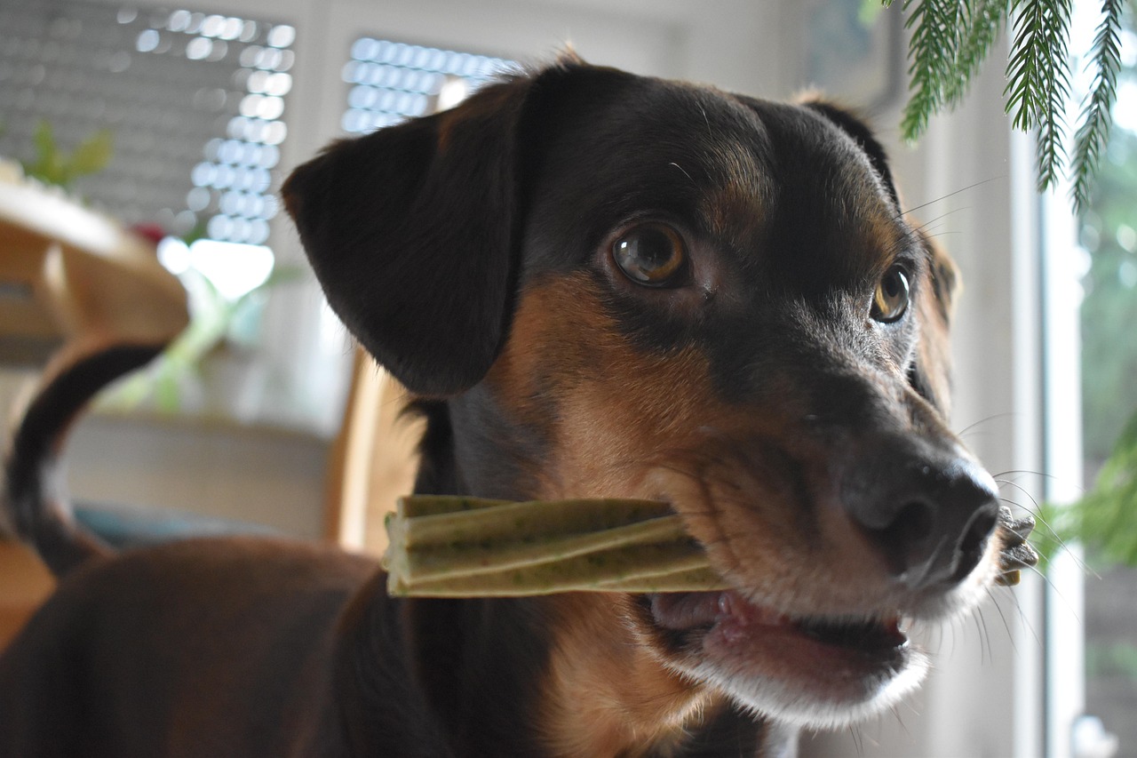 Seek Justice: Los Angeles Dog Bite Lawyer Guide & Rights